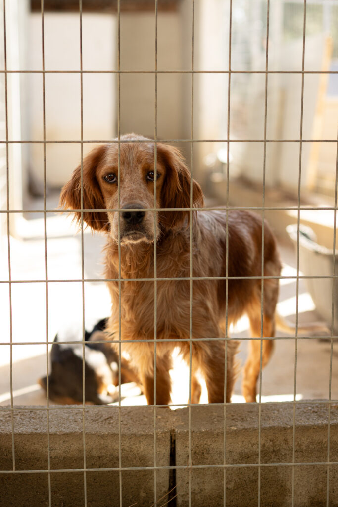 Hund Tierheim Rhodos