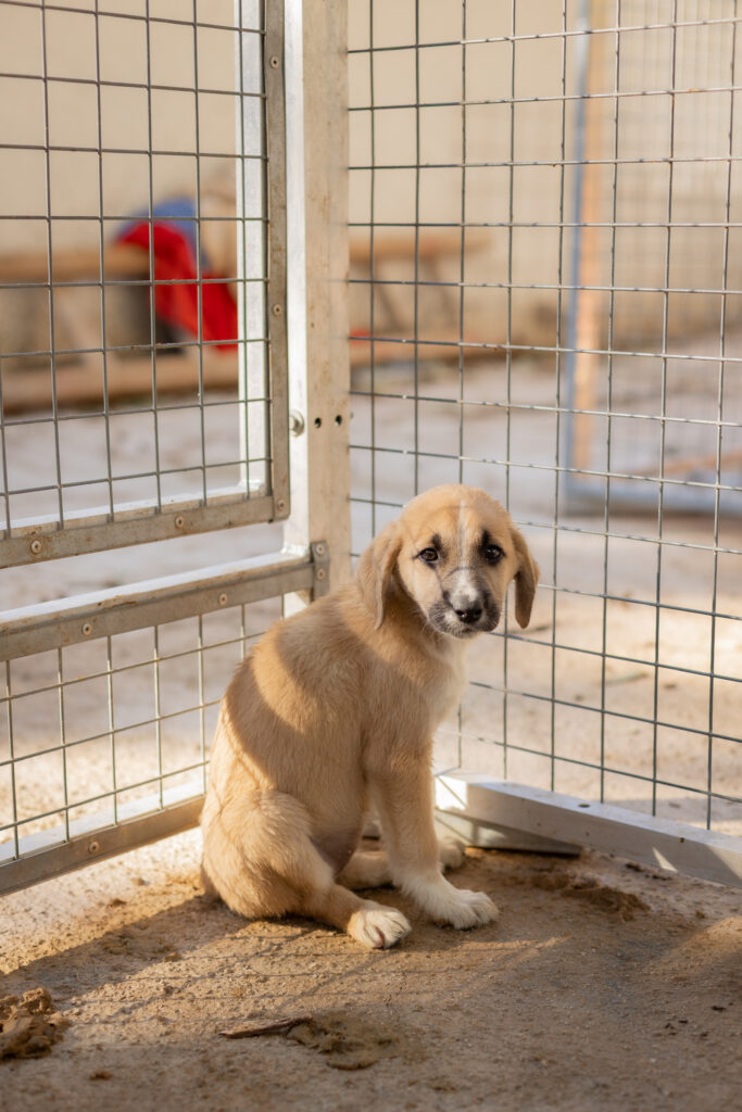 Welpe im Tierheim auf Rhodos
