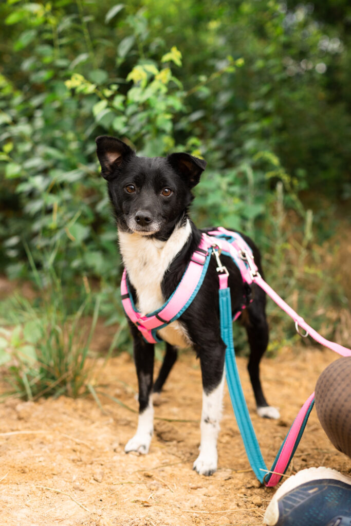 Hund That's Pets Rescue e.V.