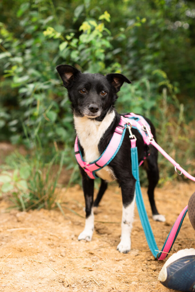 Hund That's Pets Rescue e.V.