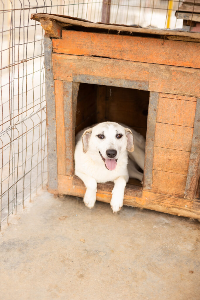 Hund That's Pets Rescue e.V.