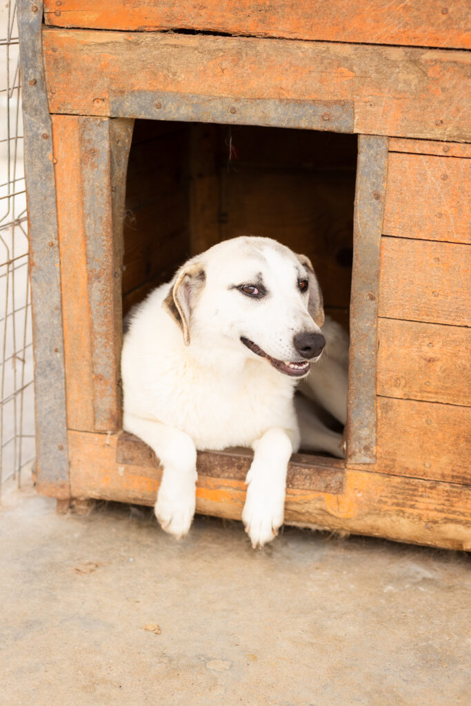 Hund That's Pets Rescue e.V.