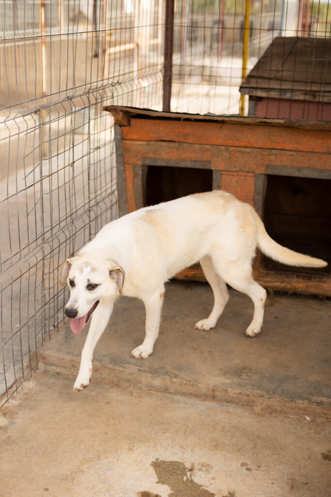 Hund That's Pets Rescue e.V.