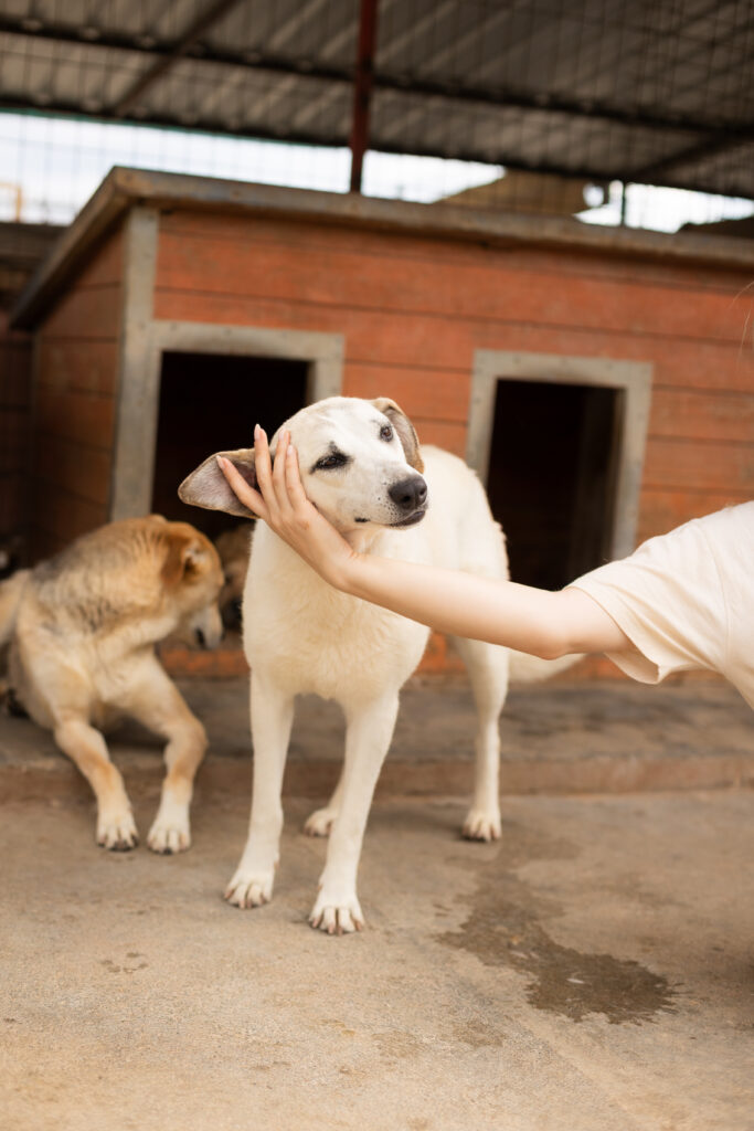Hund That's Pets Rescue e.V.