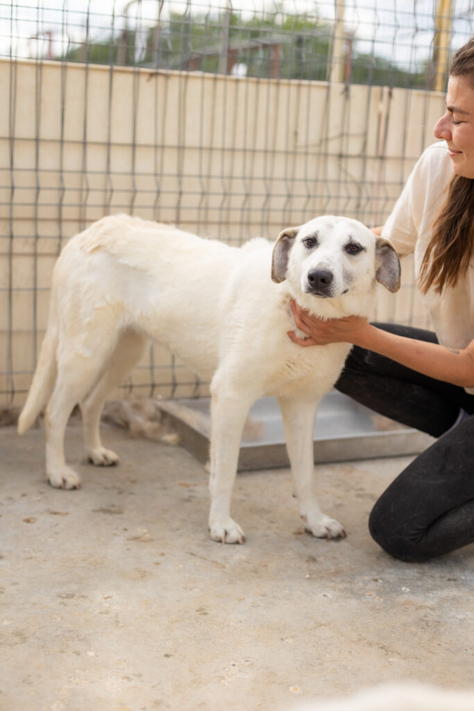 Hund That's Pets Rescue e.V.