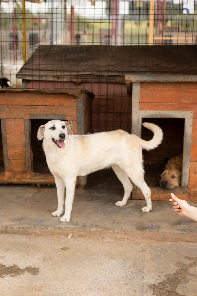 Hund That's Pets Rescue e.V.