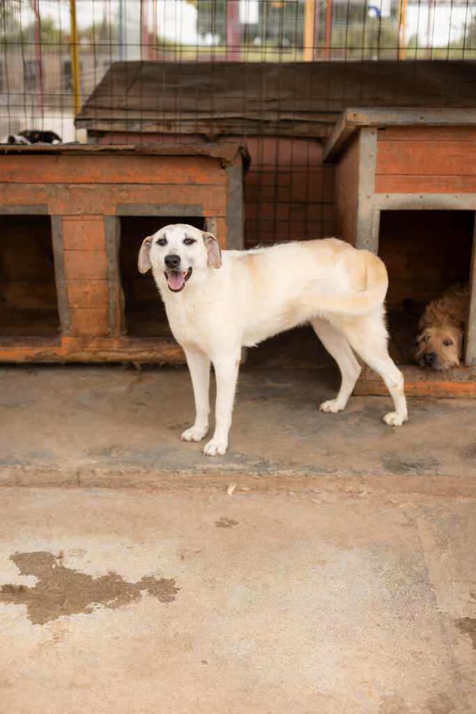 Hund That's Pets Rescue e.V.