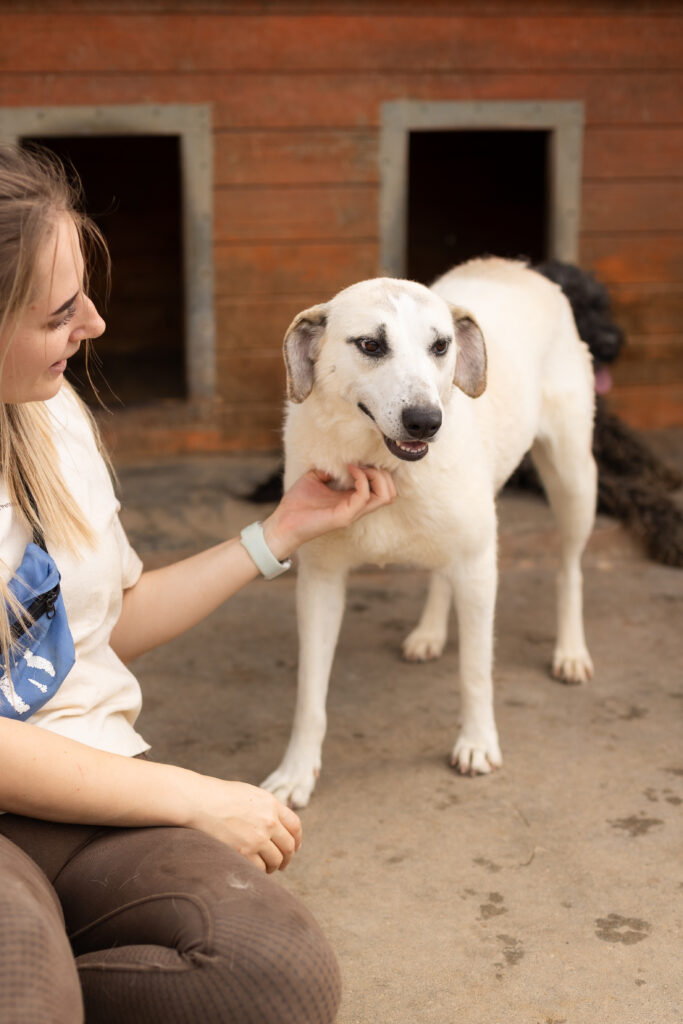 Hund That's Pets Rescue e.V.