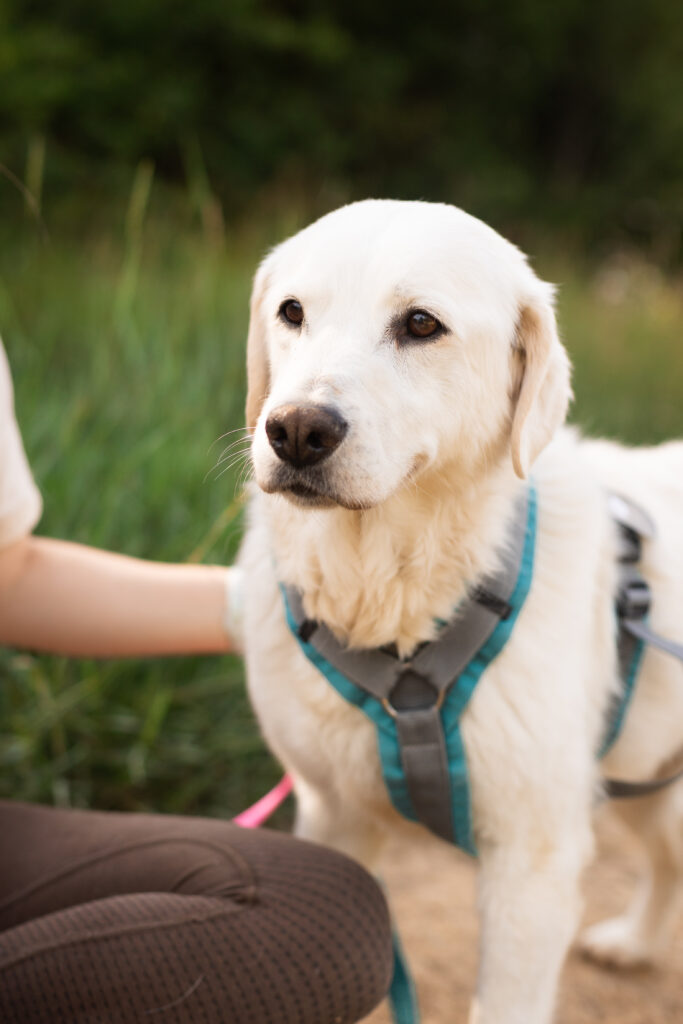 Hund That's Pets Rescue e.V.