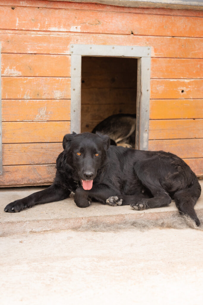 Hund That's Pets Rescue e.V.
