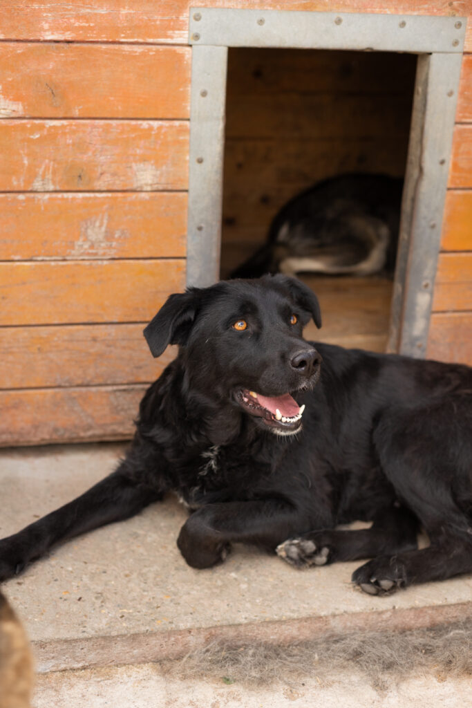 Hund That's Pets Rescue e.V.