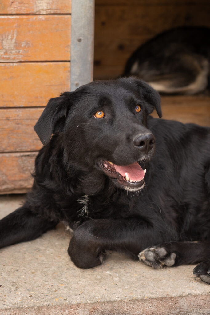 Hund That's Pets Rescue e.V.