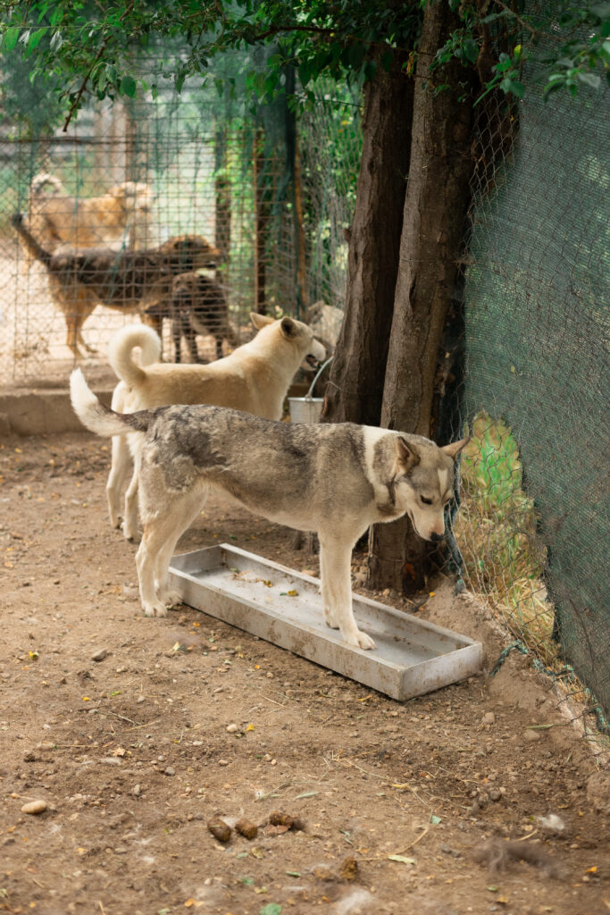 Hund That's Pets Rescue e.V.