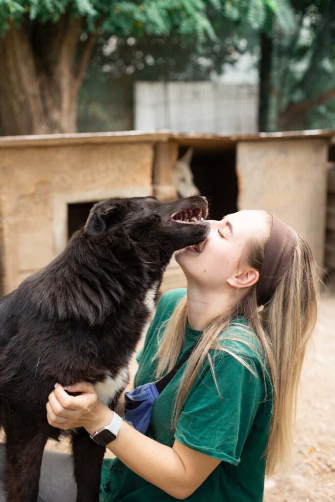 schwarze Hündin vom Tierschutzverein That's Pets Rescue e.V. sucht eine Pflegestelle