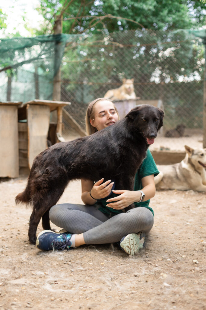 schwarze Hündin vom Tierschutzverein That's Pets Rescue e.V. sucht eine Pflegestelle