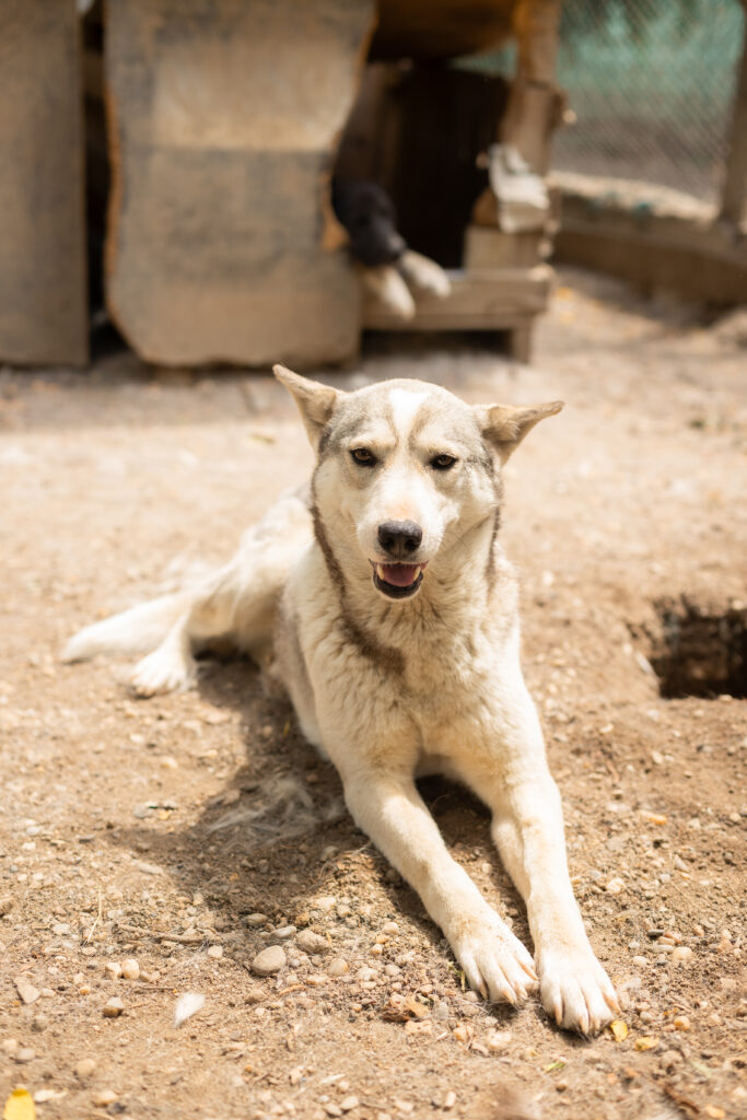 Hund That's Pets Rescue e.V.