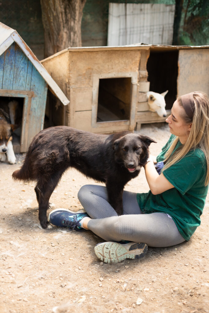 schwarze Hündin vom Tierschutzverein That's Pets Rescue e.V. sucht eine Pflegestelle