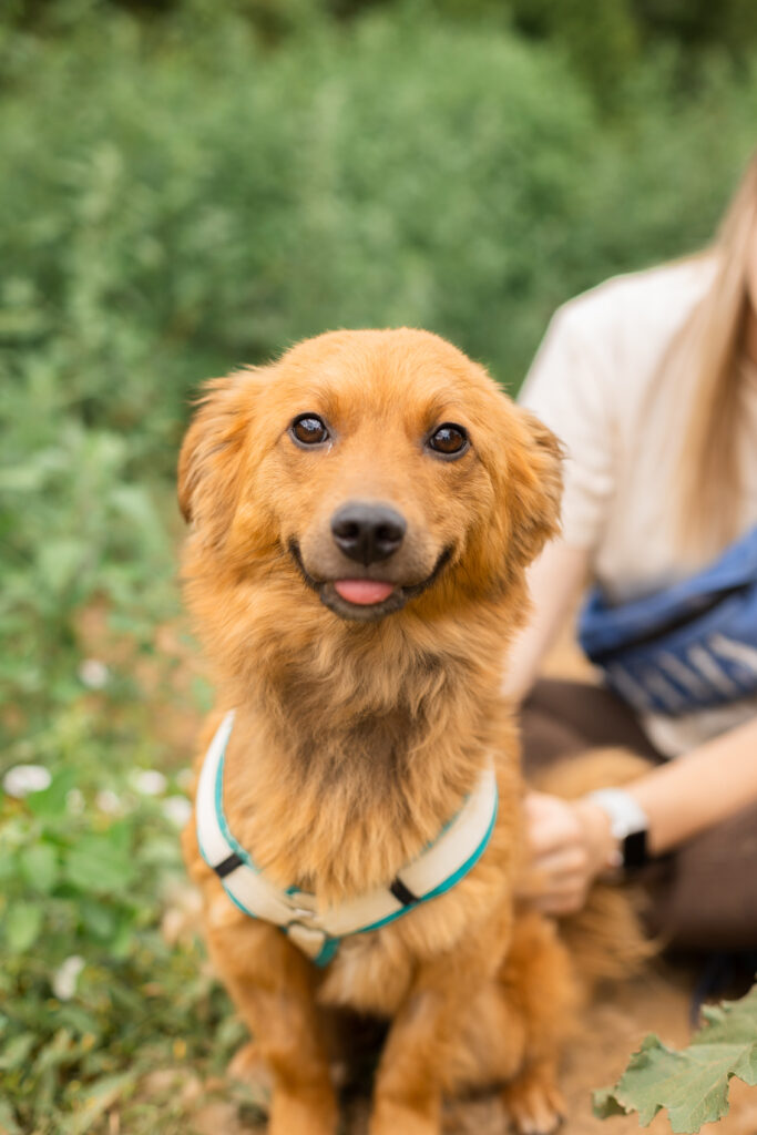 Hund That's Pets Rescue e.V.