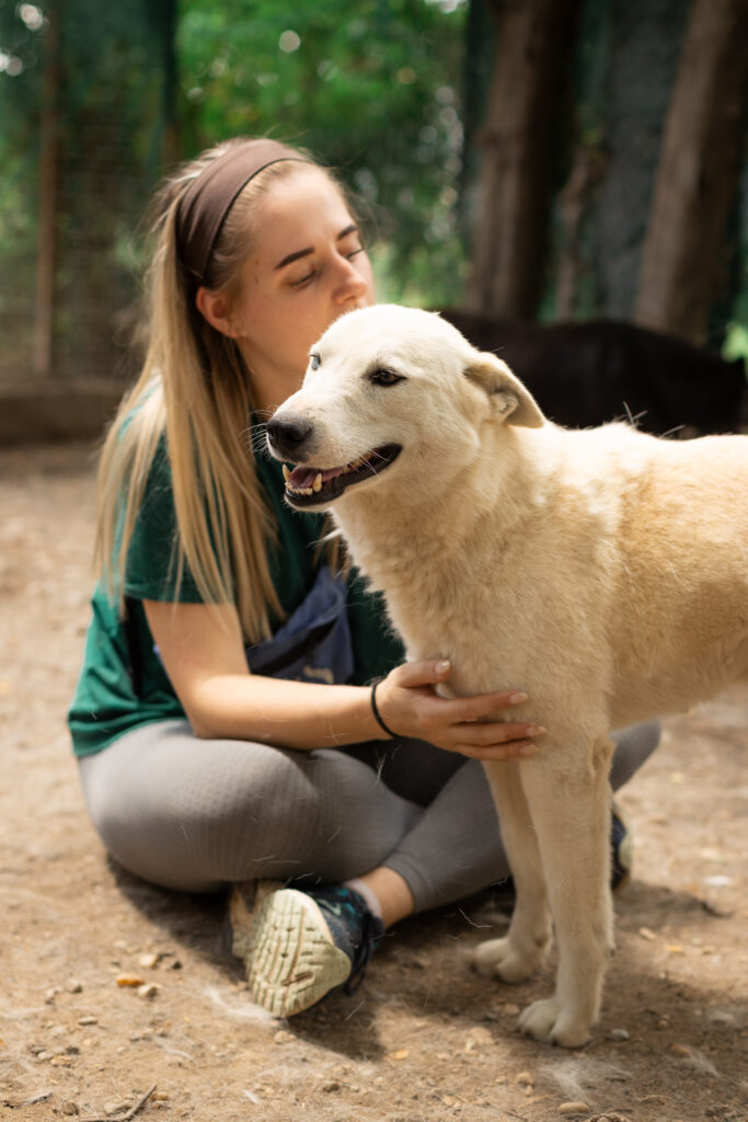 weißer Rüde aus dem Tierschutz