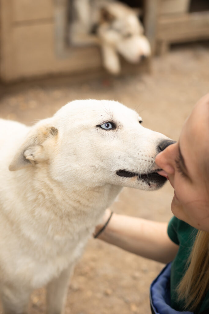 weißer Rüde aus dem Tierschutz