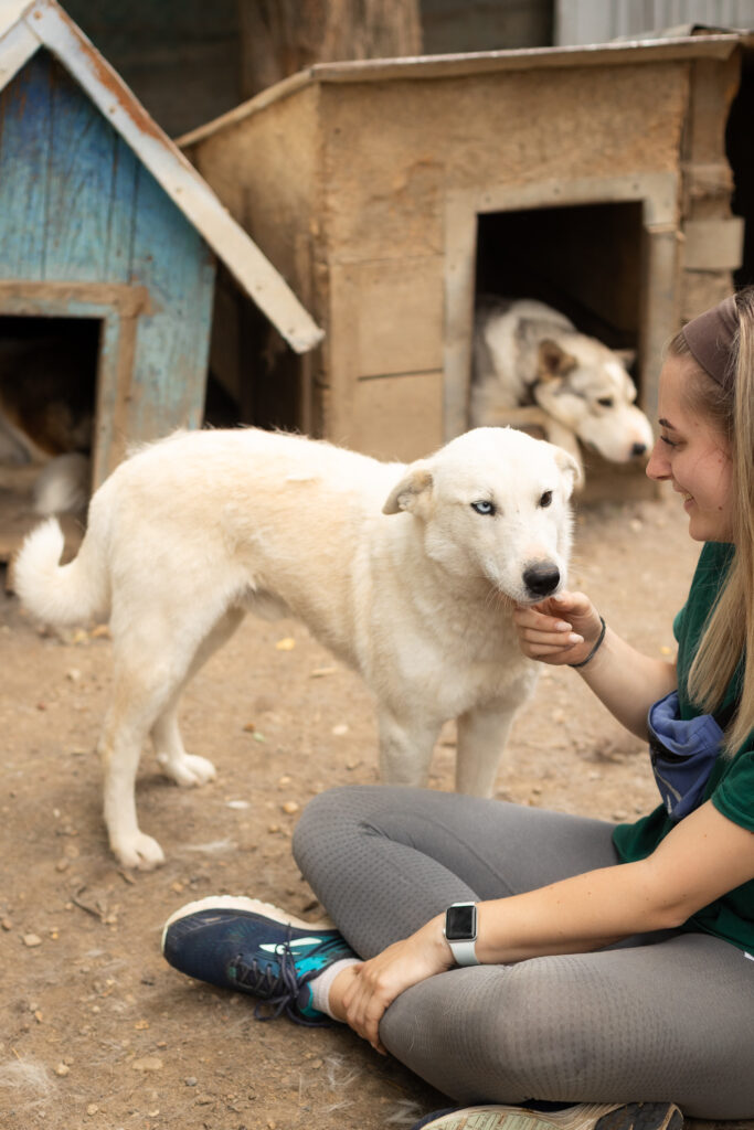 weißer Rüde aus dem Tierschutz