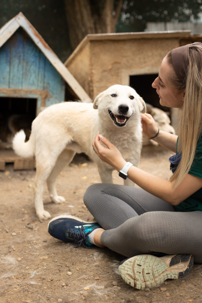 weißer Rüde aus dem Tierschutz