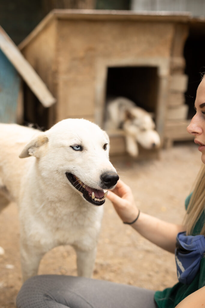 weißer Rüde aus dem Tierschutz