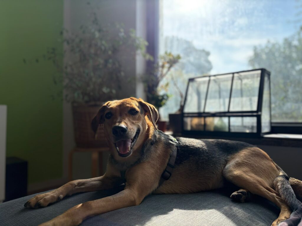 Cami11