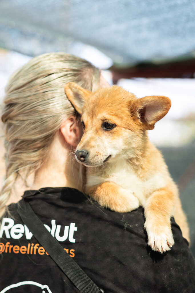Welpe Foxy von That's Pets Rescue e.V.