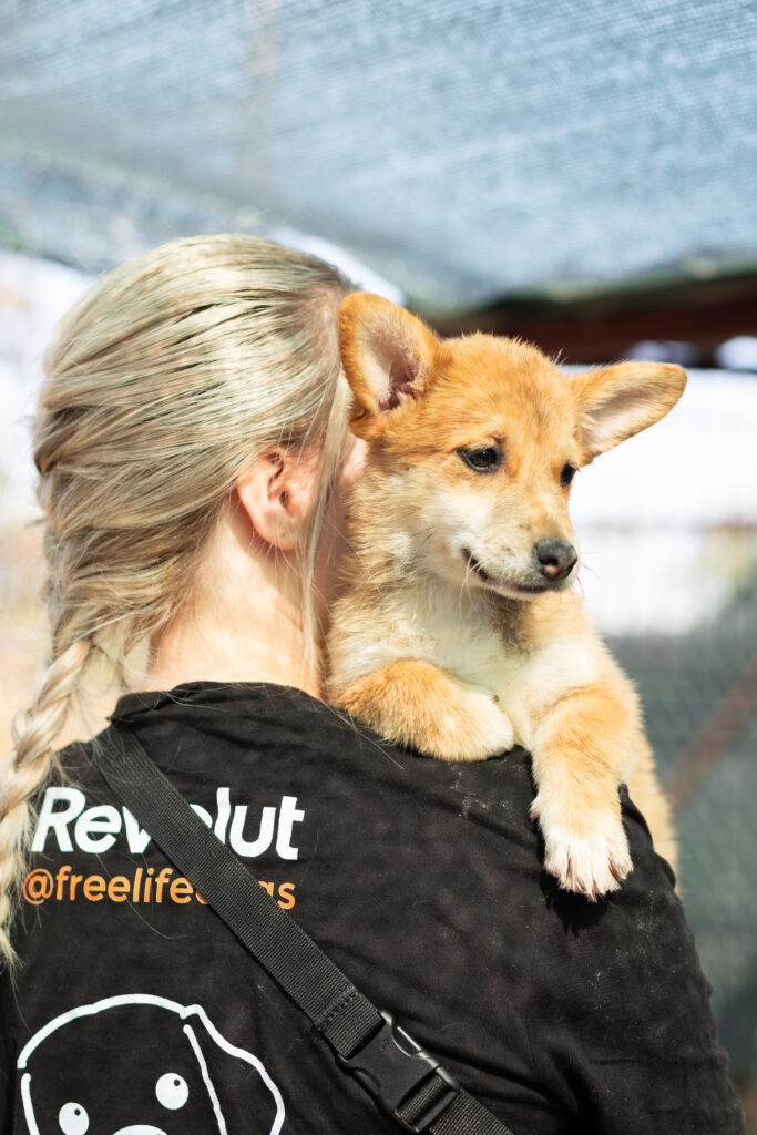 Welpe Foxy von That's Pets Rescue e.V.
