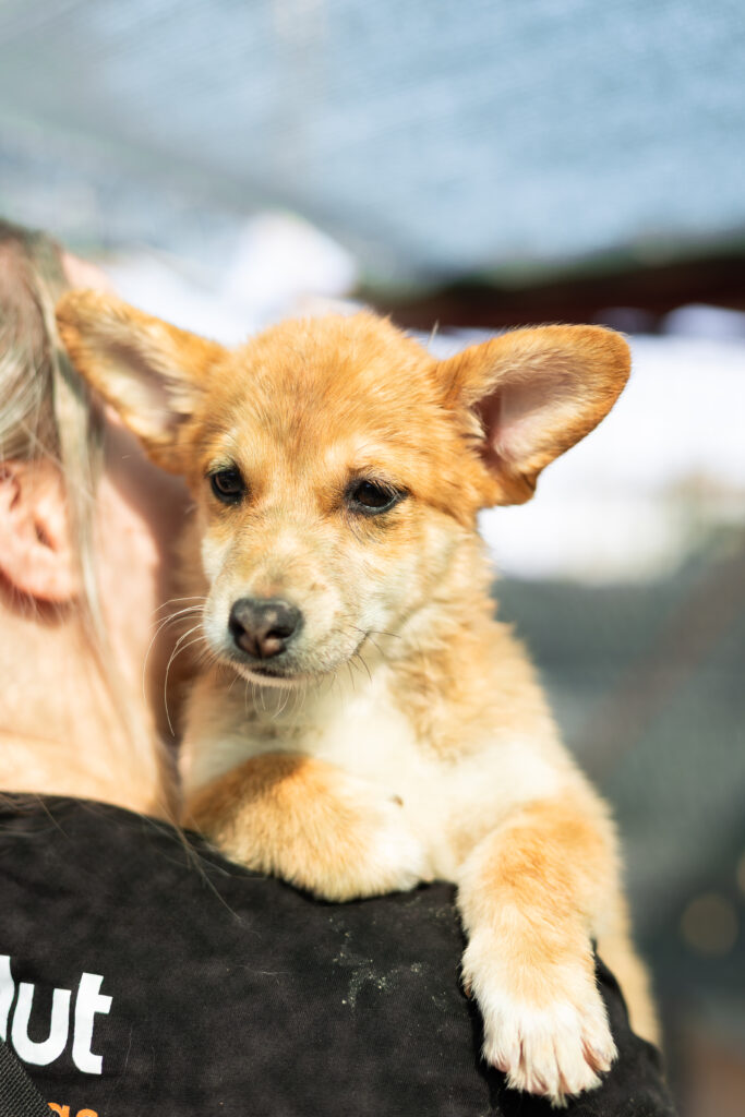Welpe Foxy von That's Pets Rescue e.V.