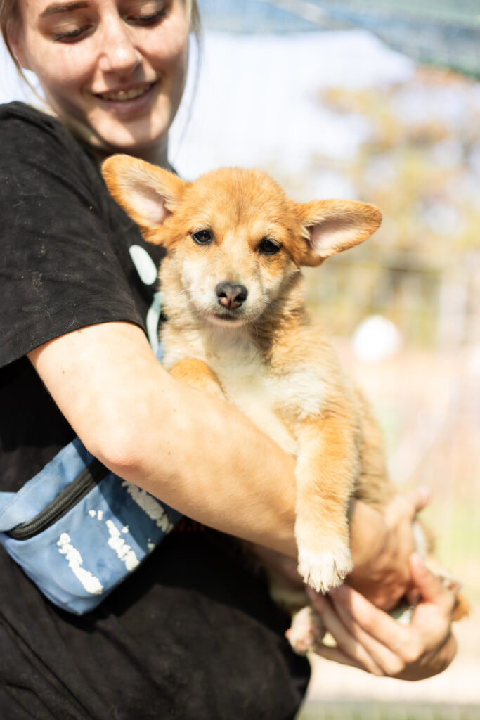 Welpe Foxy von That's Pets Rescue e.V.