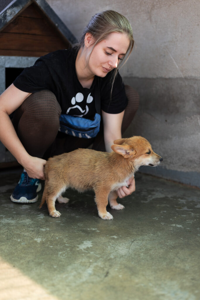 Welpe Foxy von That's Pets Rescue e.V.